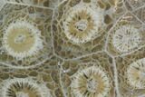 Polished Fossil Coral (Actinocyathus) - Morocco #100657-1